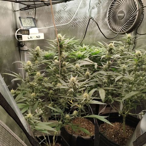 Durban Poison growlog timeline photo