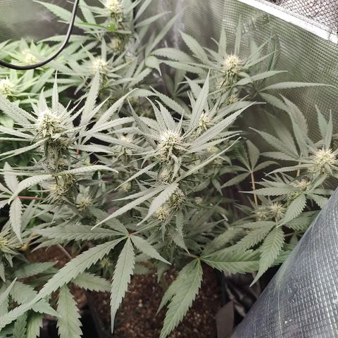 Durban Poison growlog timeline photo