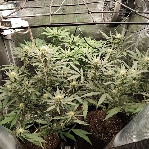 Durban Poison growlog timeline photo