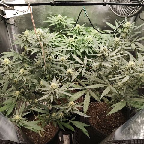Durban Poison growlog timeline photo
