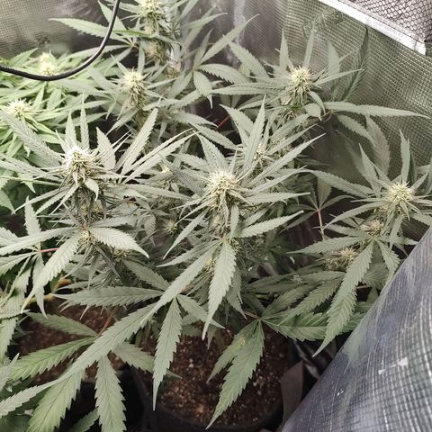 Durban Poison growlog timeline photo