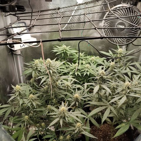 Durban Poison growlog timeline photo