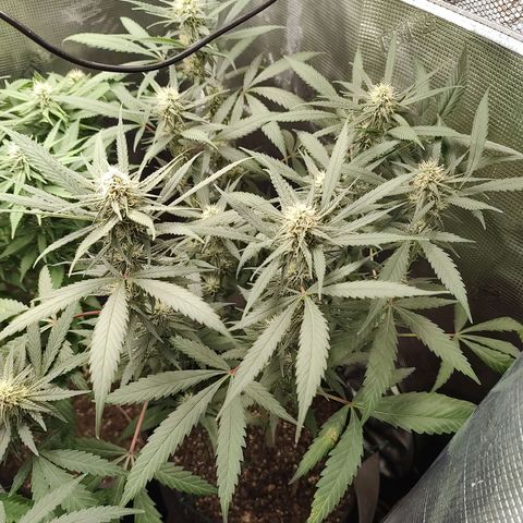 Durban Poison growlog timeline photo