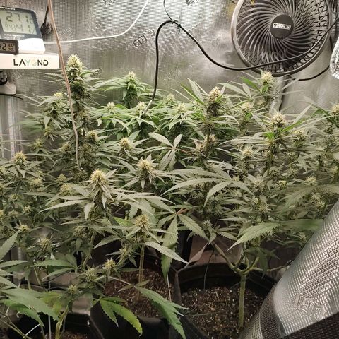 Durban Poison growlog timeline photo