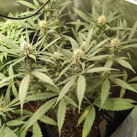 Durban Poison growlog timeline photo