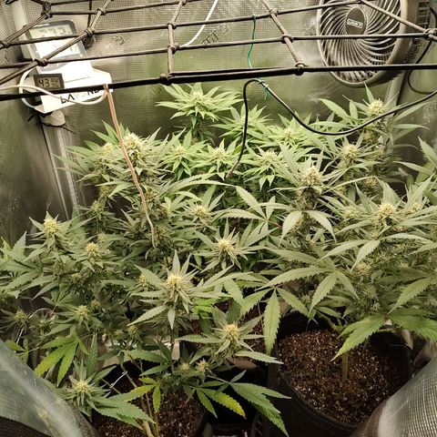 Durban Poison growlog timeline photo