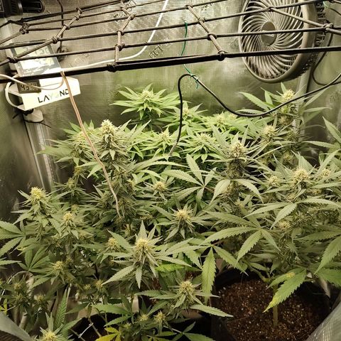 Durban Poison growlog timeline photo