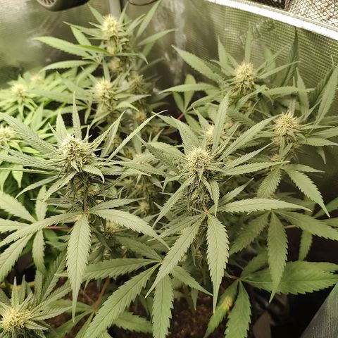 Durban Poison growlog timeline photo