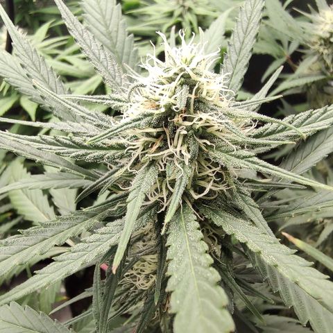Durban Poison growlog timeline photo