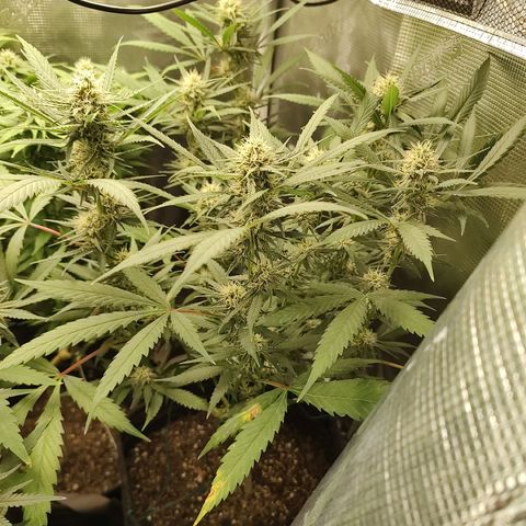 Durban Poison growlog timeline photo