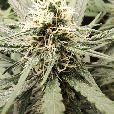 Durban Poison growlog timeline photo
