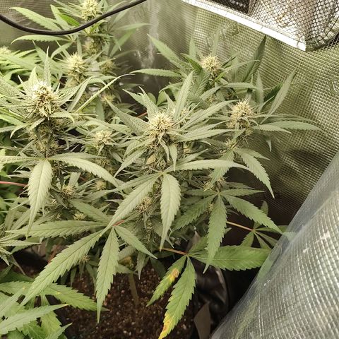 Durban Poison growlog timeline photo