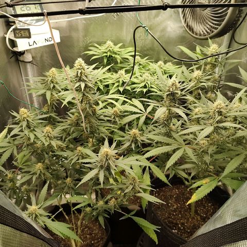 Durban Poison growlog timeline photo