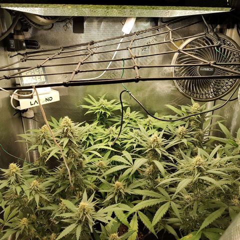 Durban Poison growlog timeline photo