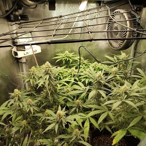 Durban Poison growlog timeline photo
