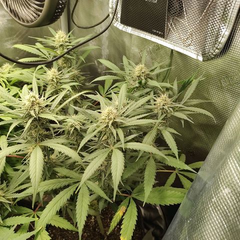 Durban Poison growlog timeline photo