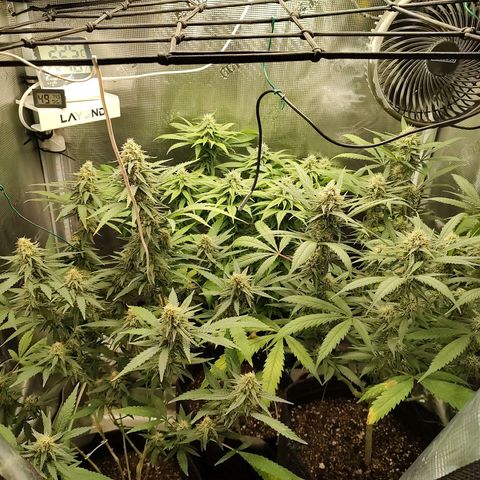 Durban Poison growlog timeline photo