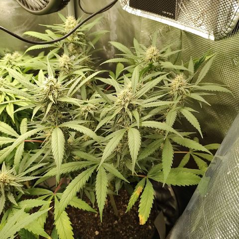 Durban Poison growlog timeline photo