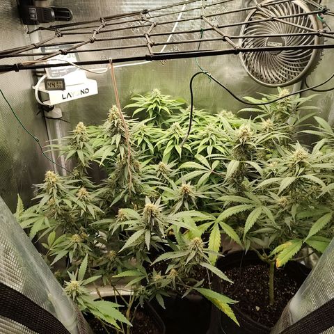 Durban Poison growlog timeline photo