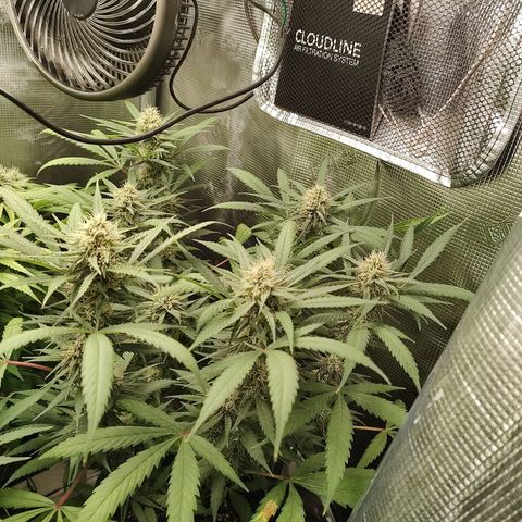 Durban Poison growlog timeline photo