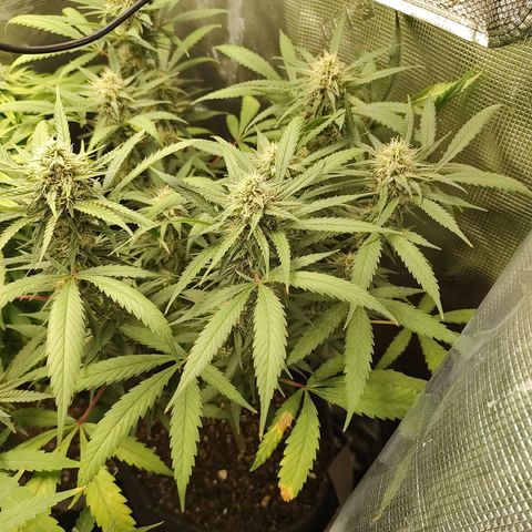 Durban Poison growlog timeline photo