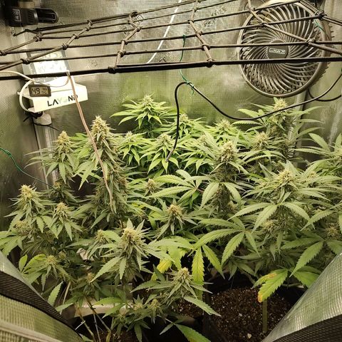 Durban Poison growlog timeline photo