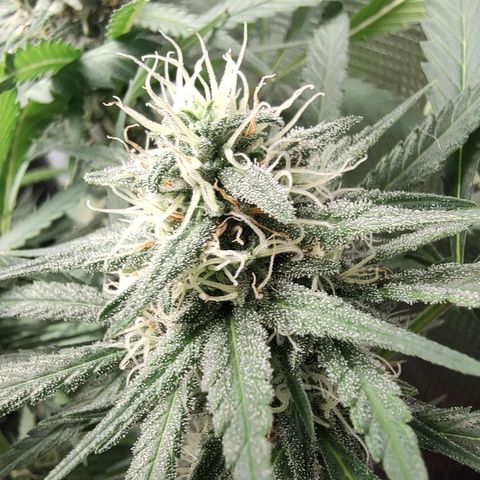 Durban Poison growlog timeline photo