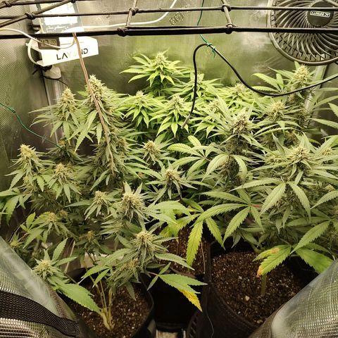 Durban Poison growlog timeline photo