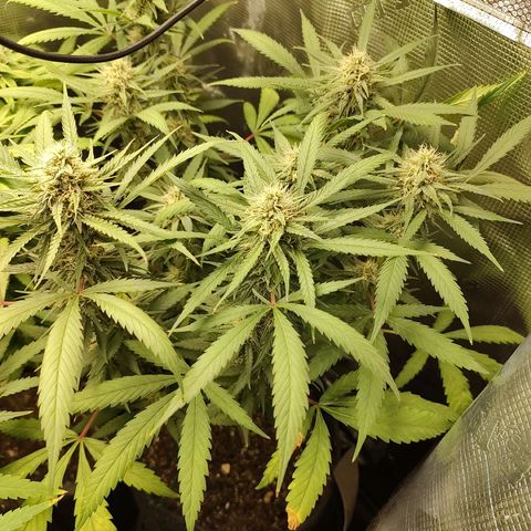 Durban Poison growlog timeline photo