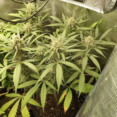 Durban Poison growlog timeline photo