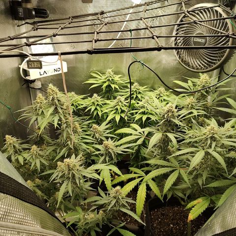 Durban Poison growlog timeline photo