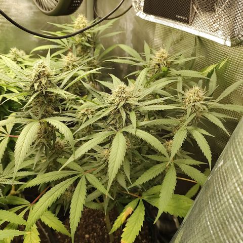 Durban Poison growlog timeline photo