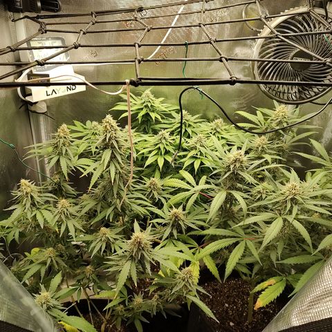 Durban Poison growlog timeline photo