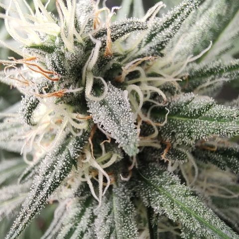 Durban Poison growlog timeline photo
