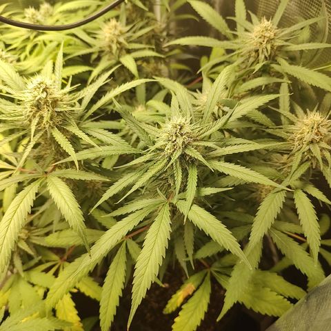 Durban Poison growlog timeline photo