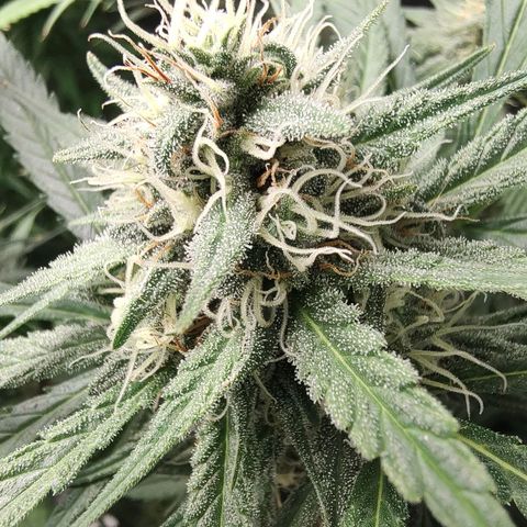 Durban Poison growlog timeline photo