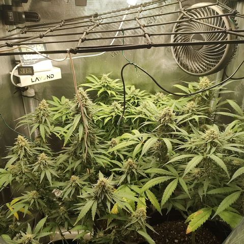Durban Poison growlog timeline photo