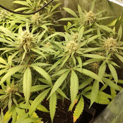 Durban Poison growlog timeline photo