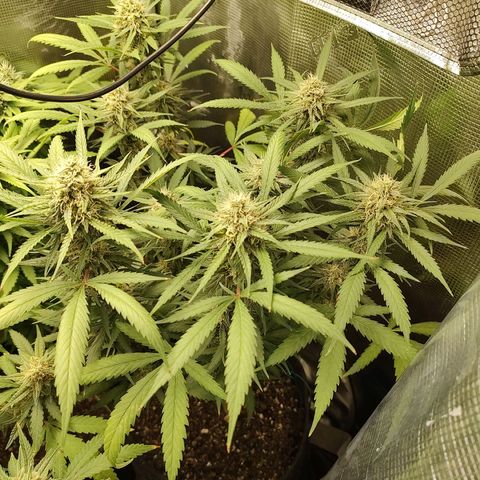 Durban Poison growlog timeline photo