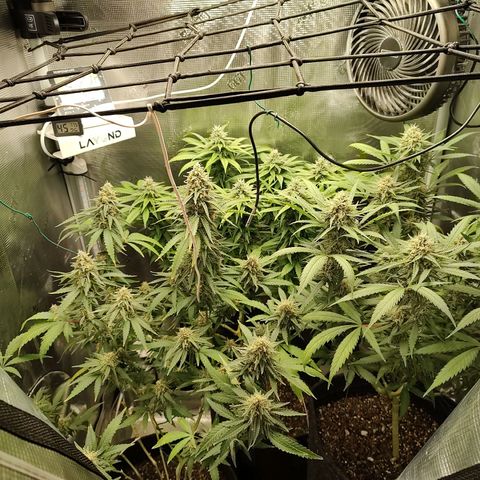 Durban Poison growlog timeline photo