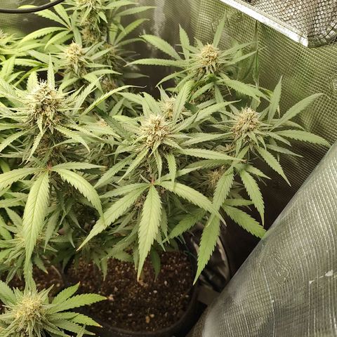 Durban Poison growlog timeline photo