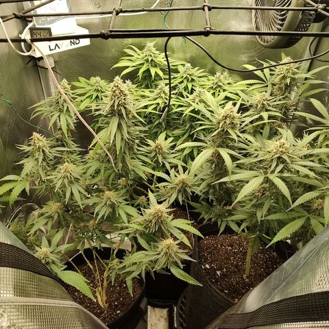 Durban Poison growlog timeline photo