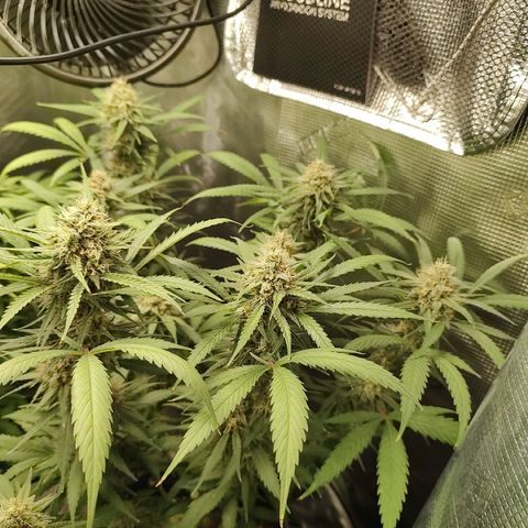 Durban Poison growlog timeline photo
