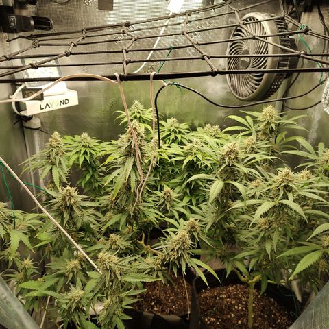 Durban Poison growlog timeline photo