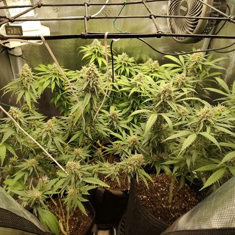 Durban Poison growlog timeline photo