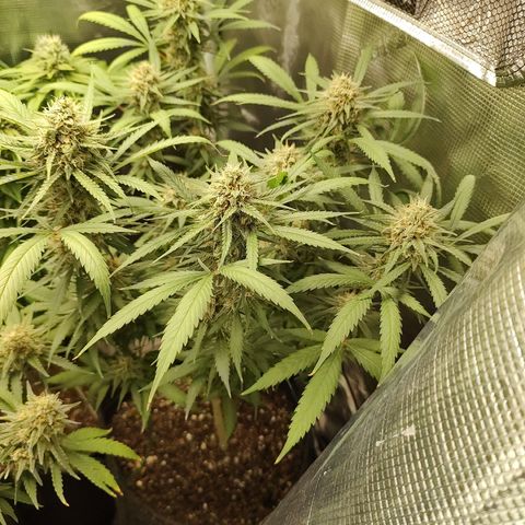 Durban Poison growlog timeline photo