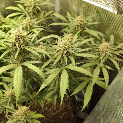 Durban Poison growlog timeline photo