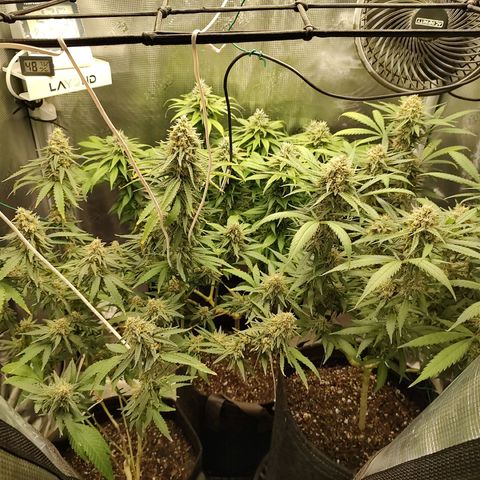 Durban Poison growlog timeline photo