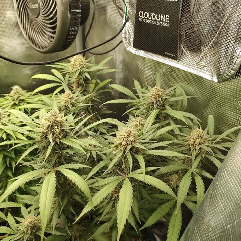 Durban Poison growlog timeline photo