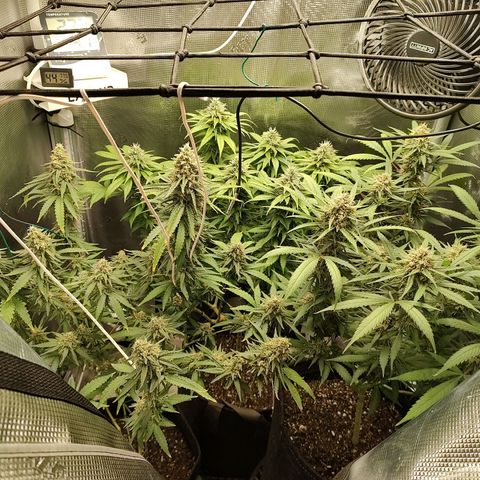 Durban Poison growlog timeline photo